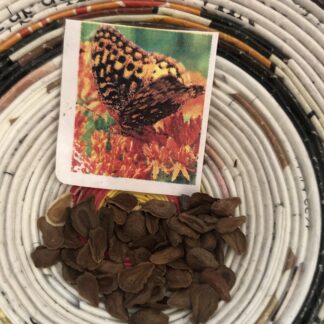 Tuberosa Orange Butterfly Milkweed Monarch Larval Host