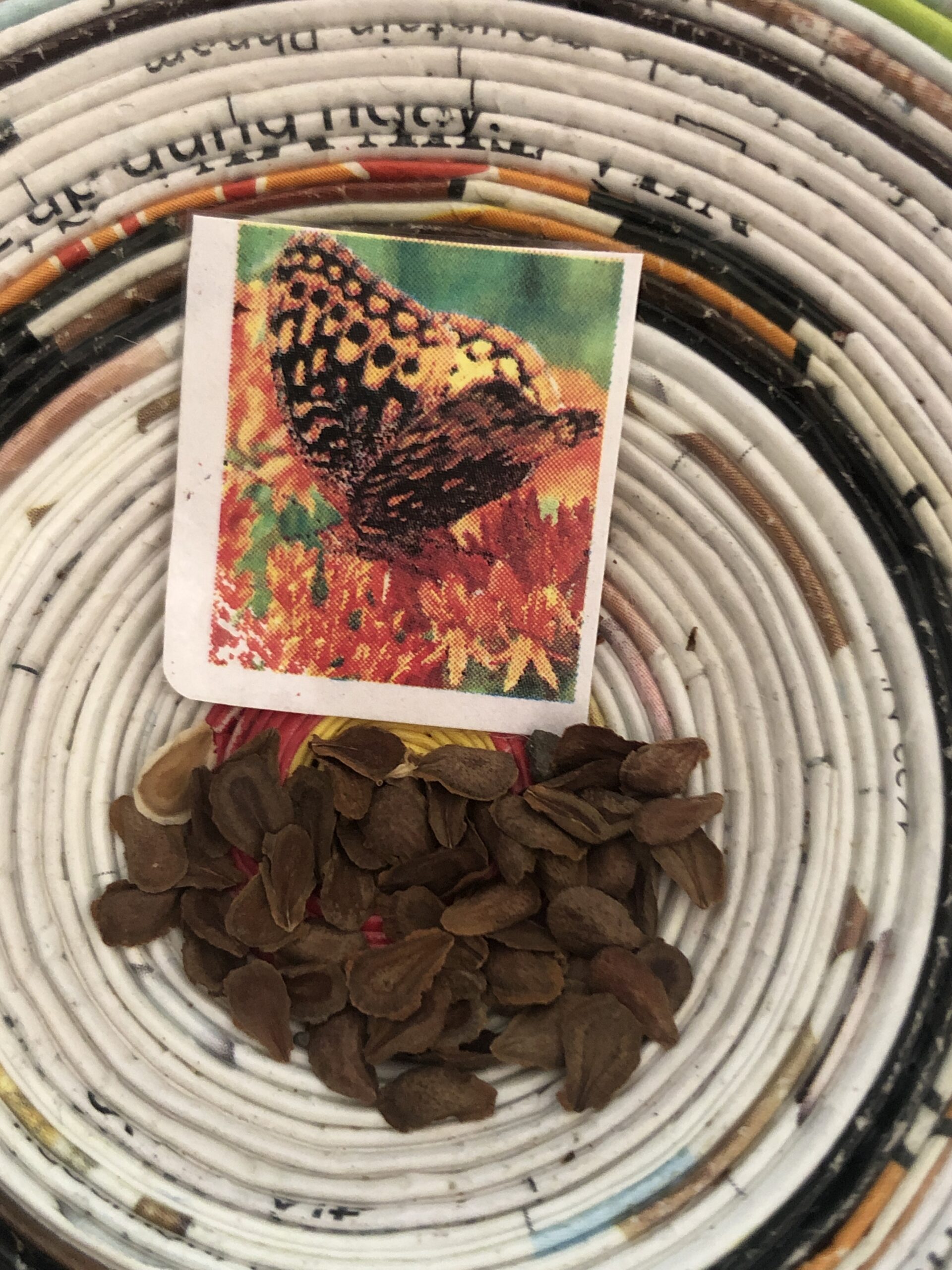 Tuberosa Orange Butterfly Milkweed Monarch Larval Host Tuberosa Orange Butterfly Milkweed Monarch Larval Host