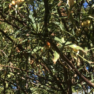 Home Solanum Laciniatum Kangaroo Apple Organic Native Bush Tucker (bulk)