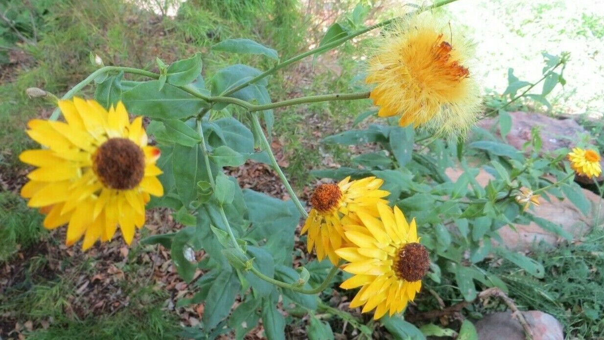 Paper Daisy Helichrysum Wildflower Cut Flower Paper Daisy Helichrysum Wildflower Cut Flower - Image 4