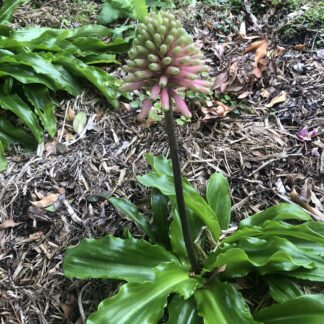 Home Veltheimia Bracteata Forest Lily Bulb Fresh