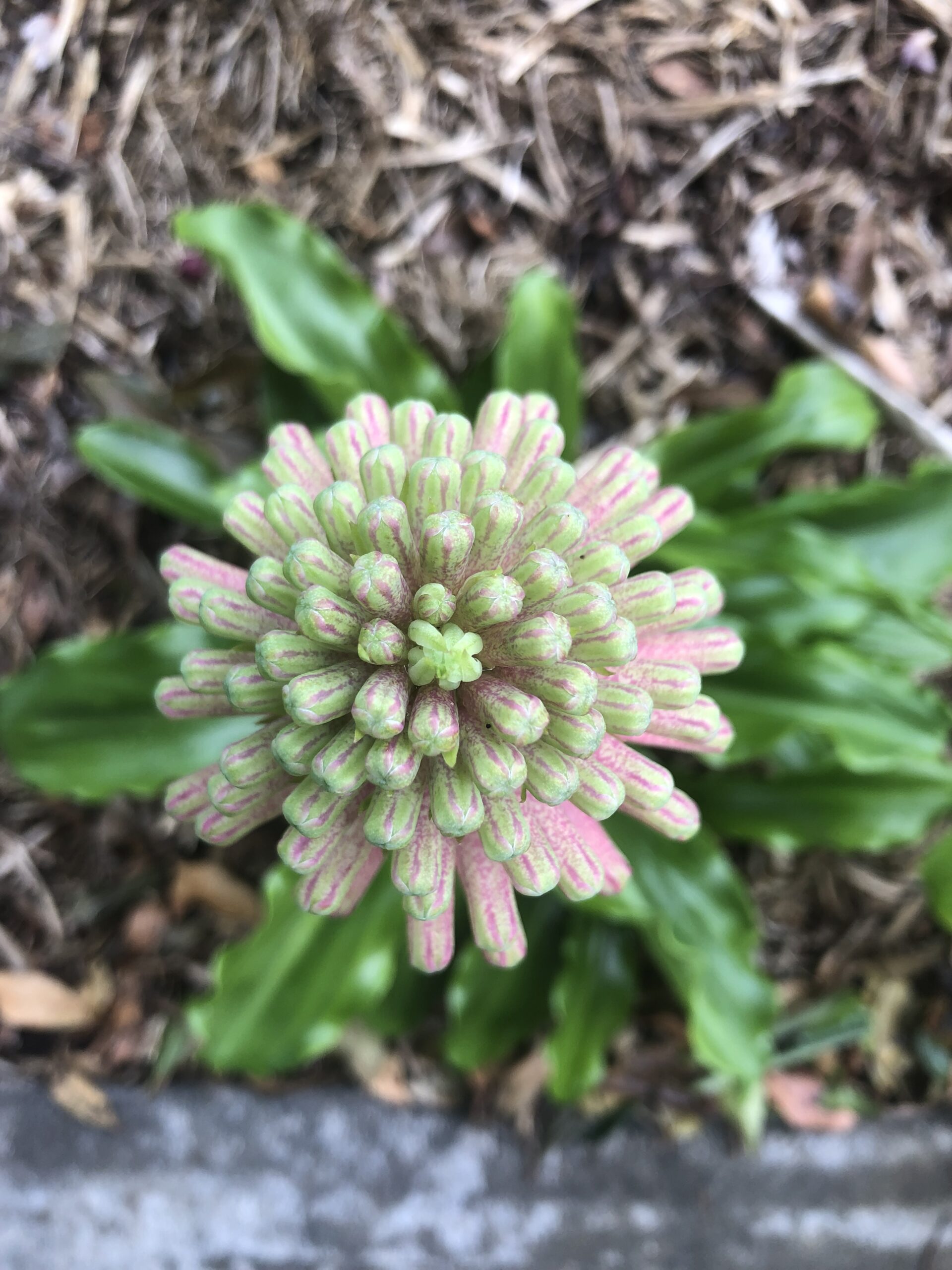 Veltheima Bracteata Forest Lilly Lily Pink Veltheima Bracteata Forest Lilly Lily Pink - Image 3