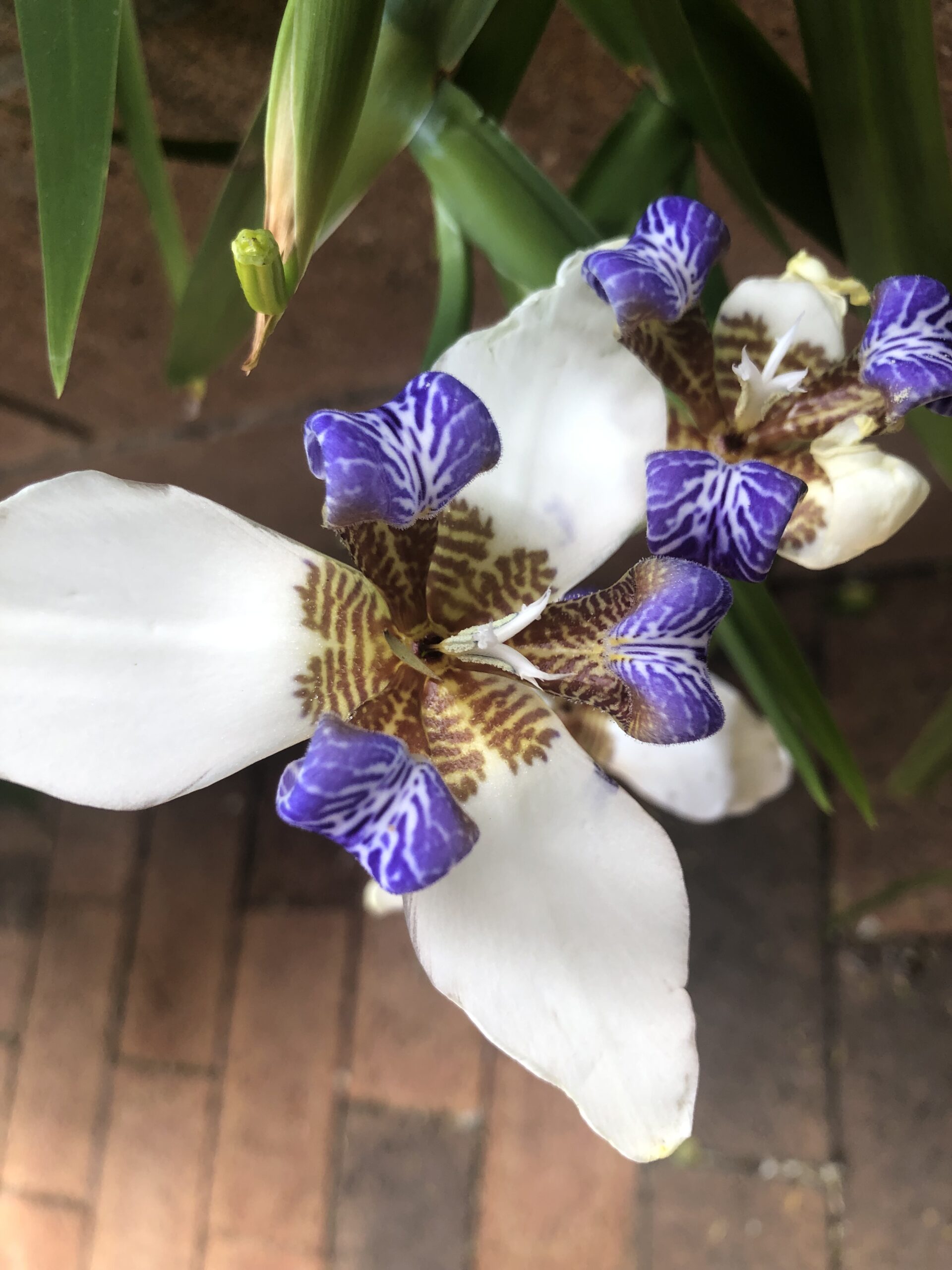 Neomarica Brazilian Walking Iris Neomarica Brazilian Walking Iris
