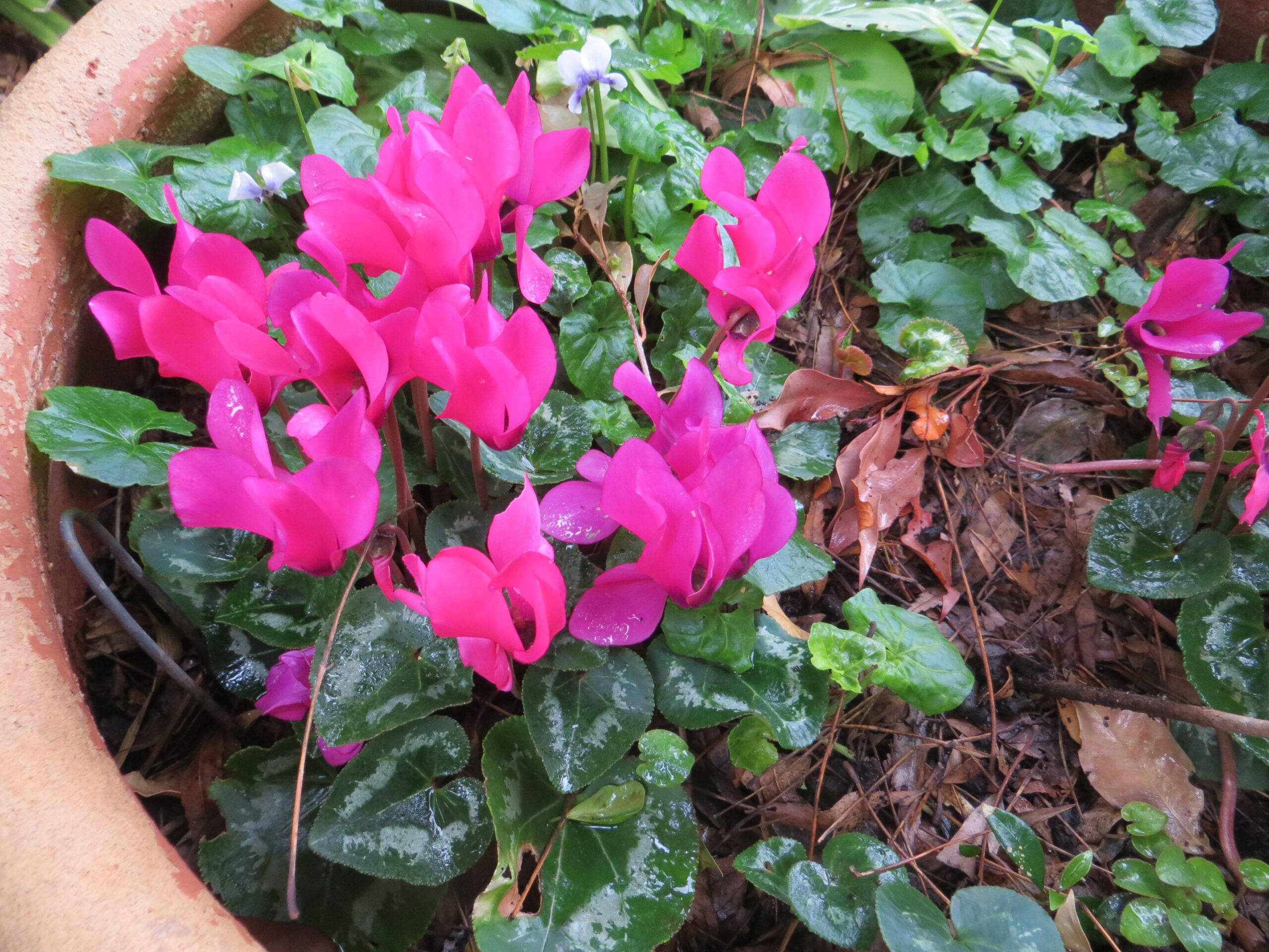 Cyclamen Cyclamen