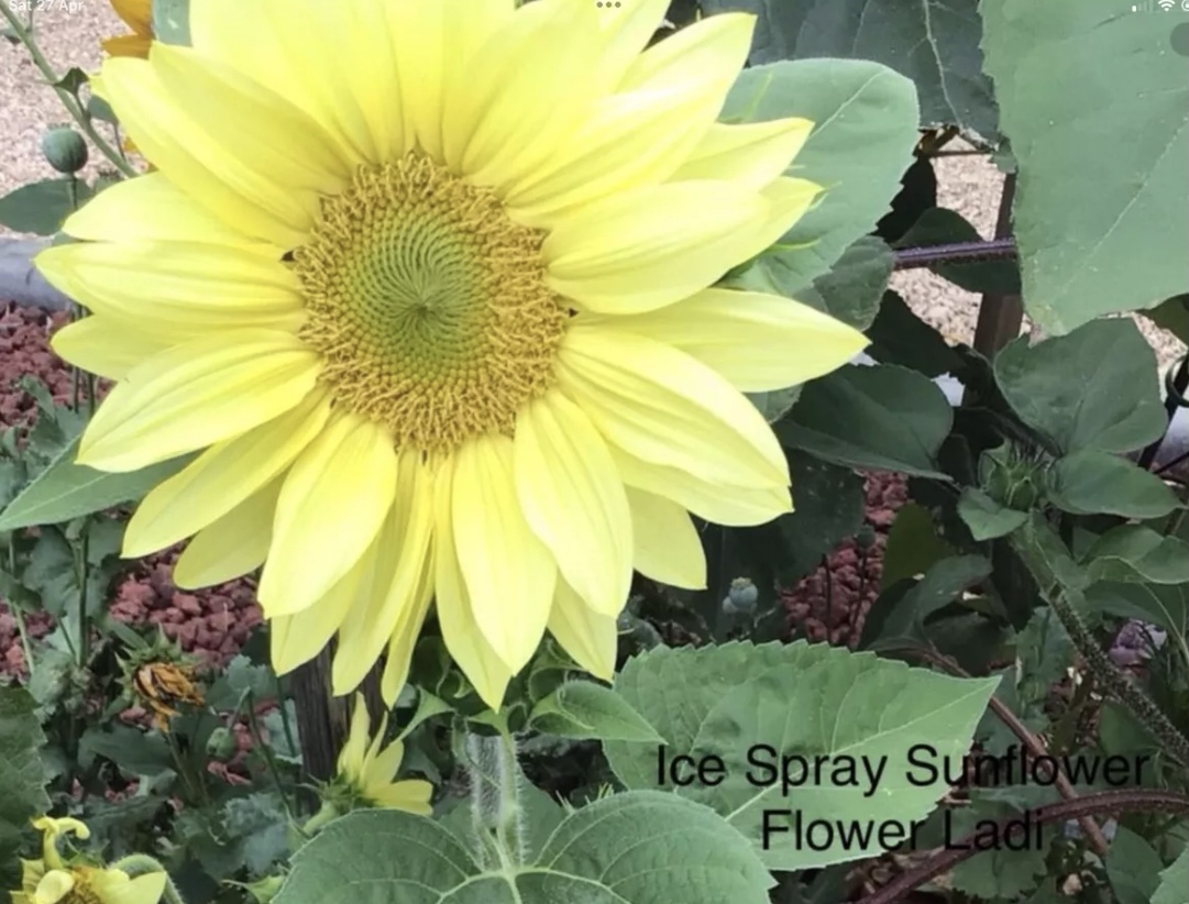 Ice Spray Sunflowers (free Touch Of Red Calendula ) Ice Spray Sunflowers (free Touch Of Red Calendula ) - Image 2