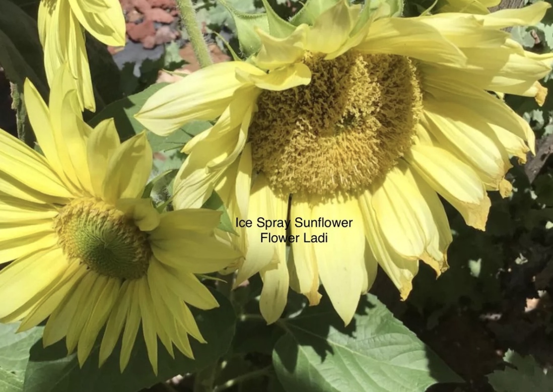 Ice Spray Sunflowers (free Touch Of Red Calendula ) Ice Spray Sunflowers (free Touch Of Red Calendula )