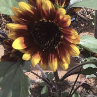 Dwarf Sonnett Sunflower