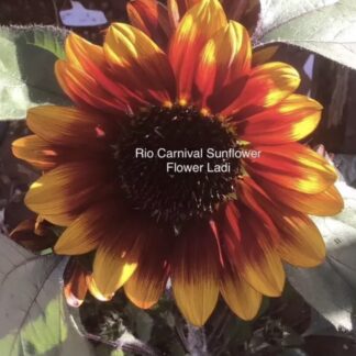 Pot Rio Carnival Sunflower (free Lemon Bling Sunflowers)