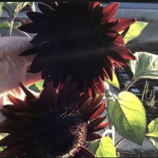 Black Claret Sunflower (free Touch Of Red Calendula)