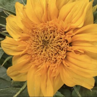 Sunsation Dwarf (plus Free Pink Hollyhock)