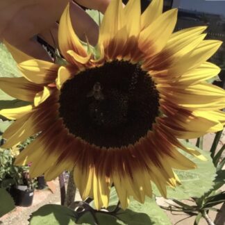 Procut Plum Sunflowers (free Pink Hollyhock)