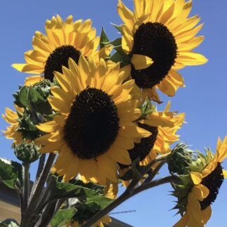 Sunflower Sunbird (100 Bulk Pack)