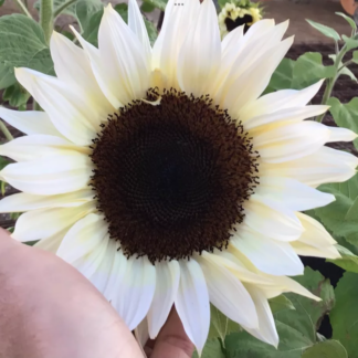 Sunflower Procut White Night (plus Free Zinnia)