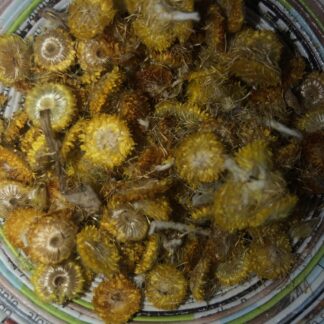 Common Everlasting (Chrysocephalum Apiculatum)