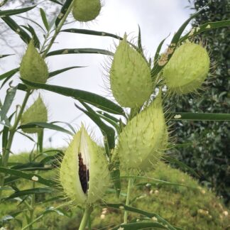 Milkweed Swan Plant
