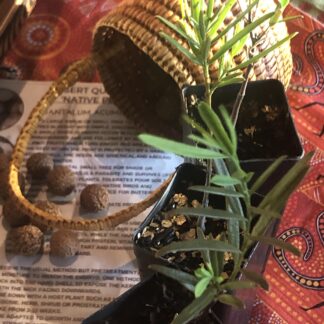 1x Quondong Desert Peach Tube Plant