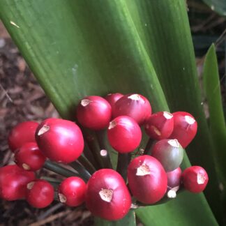 Clivia Orange