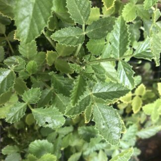 Tall Scurf Pea Tube Stock