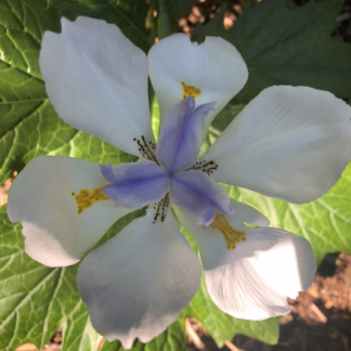 Dietes Grandiflora Barerooted Plants