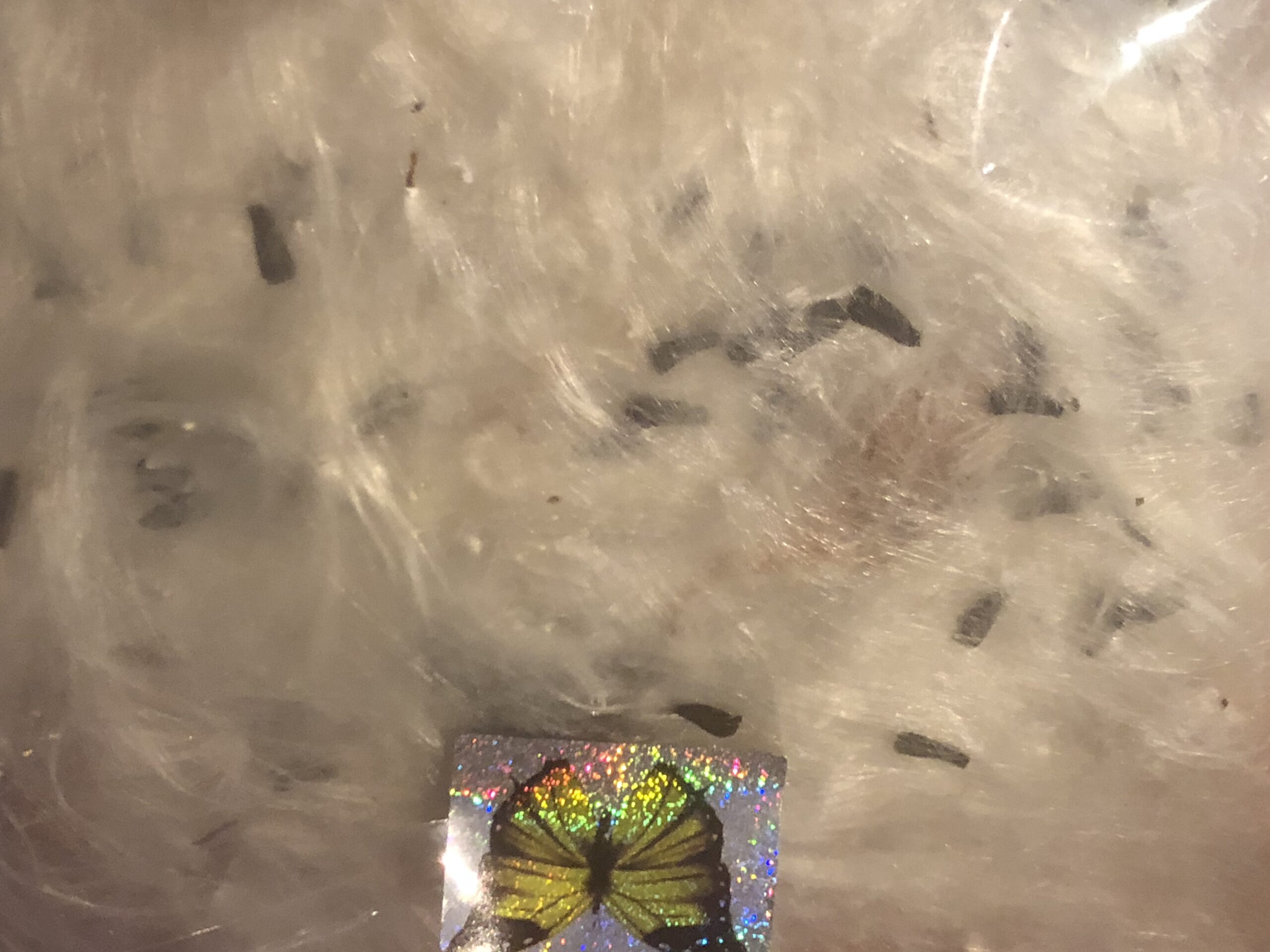 Milkweed Floss Milkweed Floss