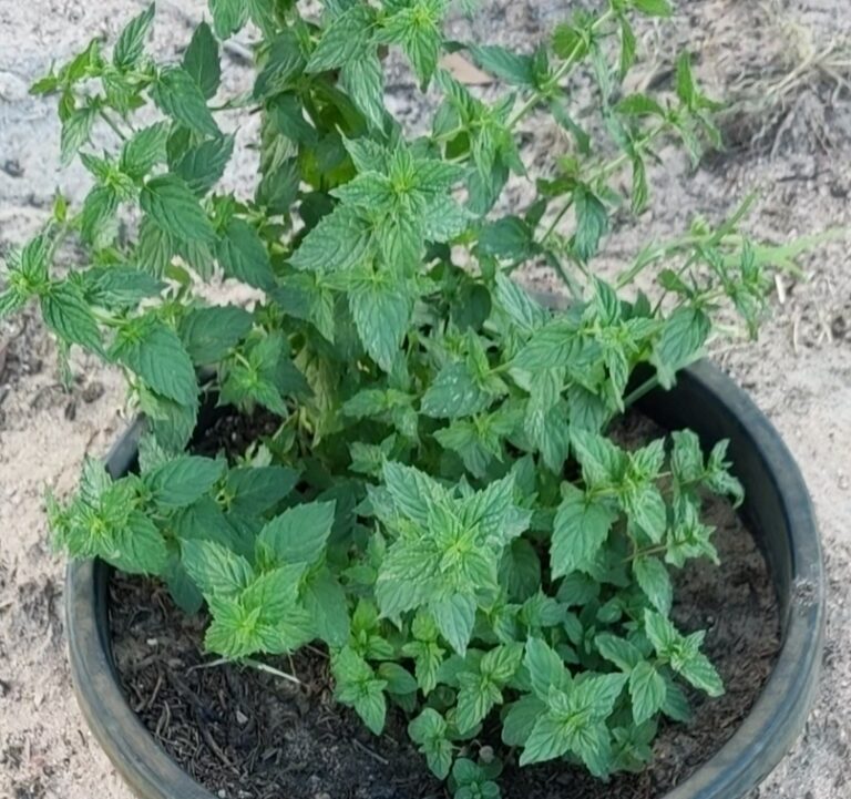 Peppermint - Mentha Piperita - Local Seeds