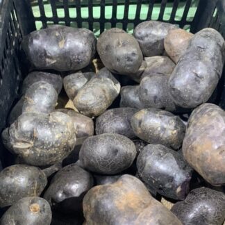 1x Purple Saphire Potato Seedlings Potted & Growing