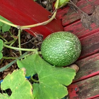 Spaghetti Or Shark Fin Melon