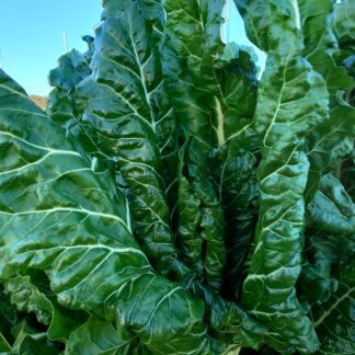 Silverbeet