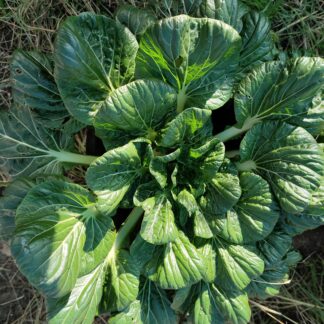 Tatsoi - Brassica Rapa Rosularis