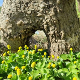 Toothache Plant - Acmella Spilanthes Oleracea