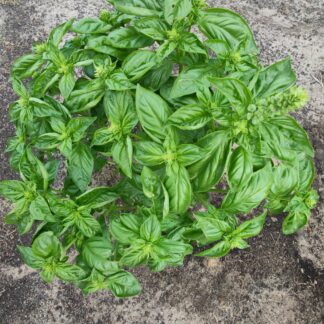 Basil