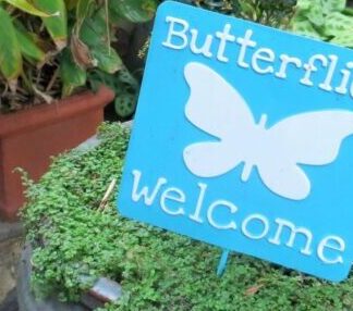 Milkweed Monarchs Gomphocarpus Fruticosus Punnet Seedlings