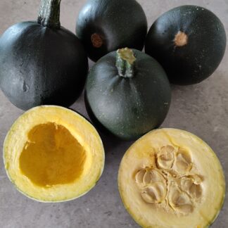 Gem Squash - Cucurbita Pepo