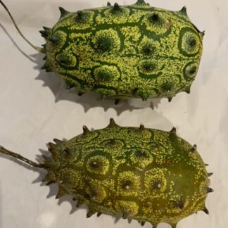 Kiwano African Horned Cucumber