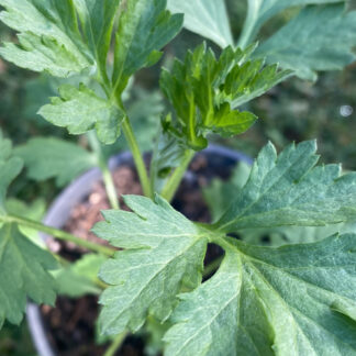 Mugwort