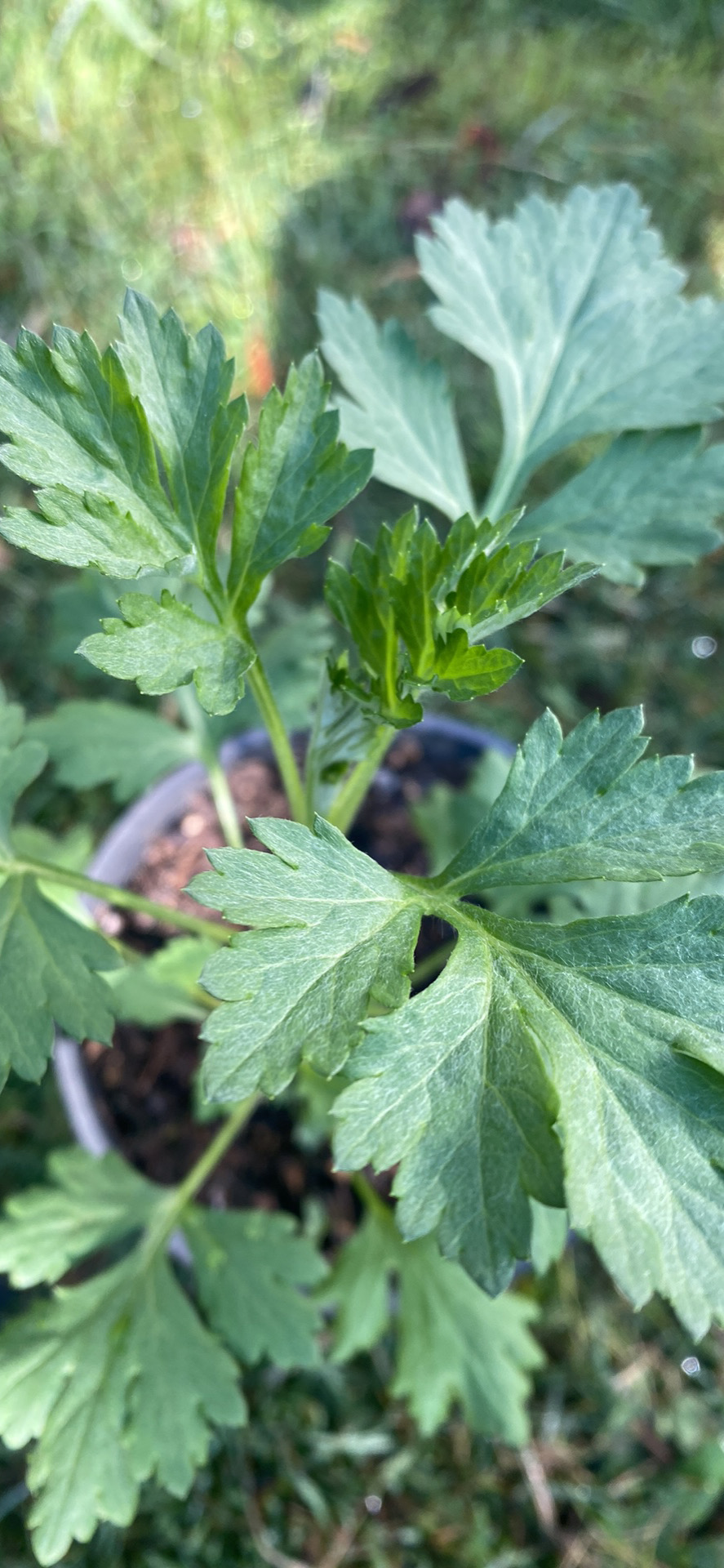 Mugwort Mugwort