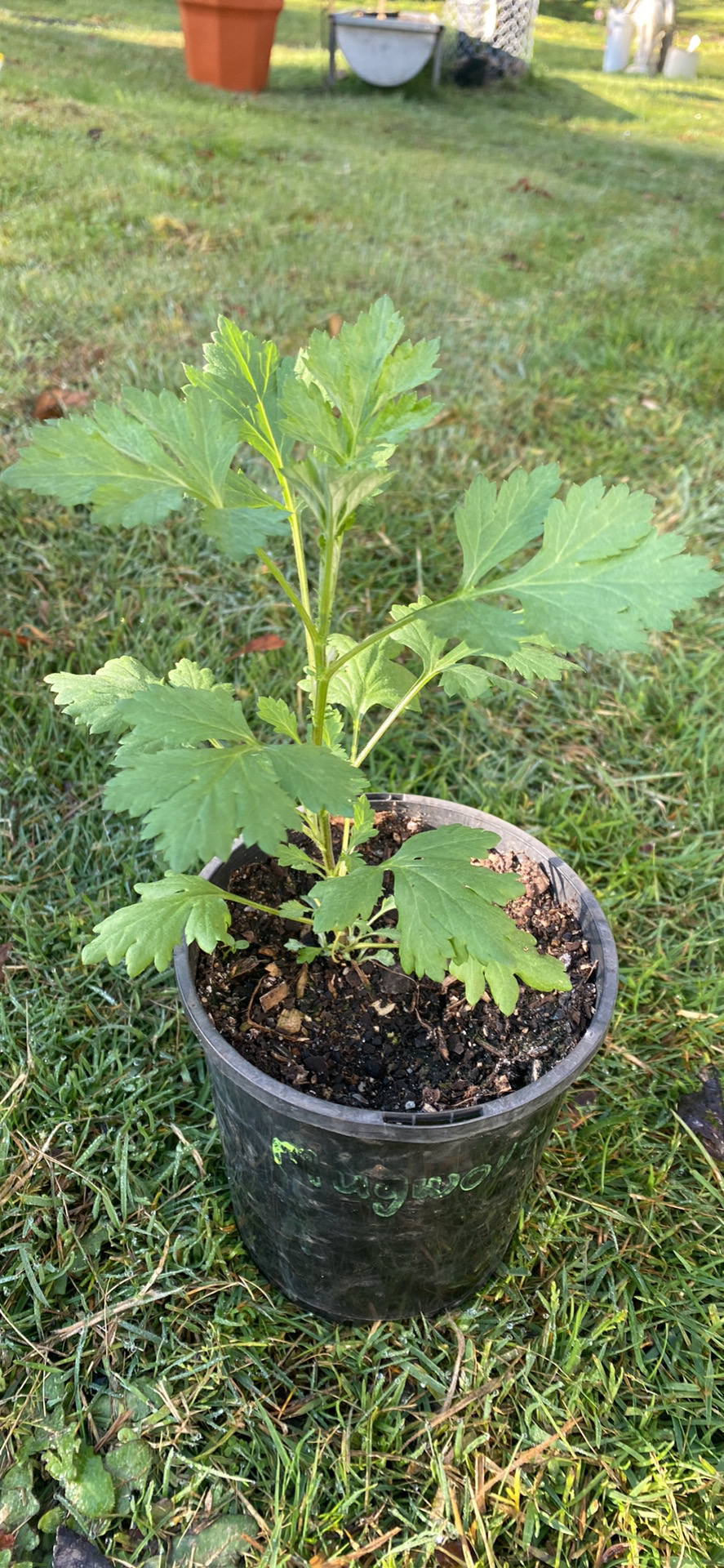 Mugwort Mugwort - Image 2