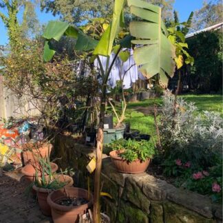 1x Ceylon Banana (Pisang Ceylon) plant