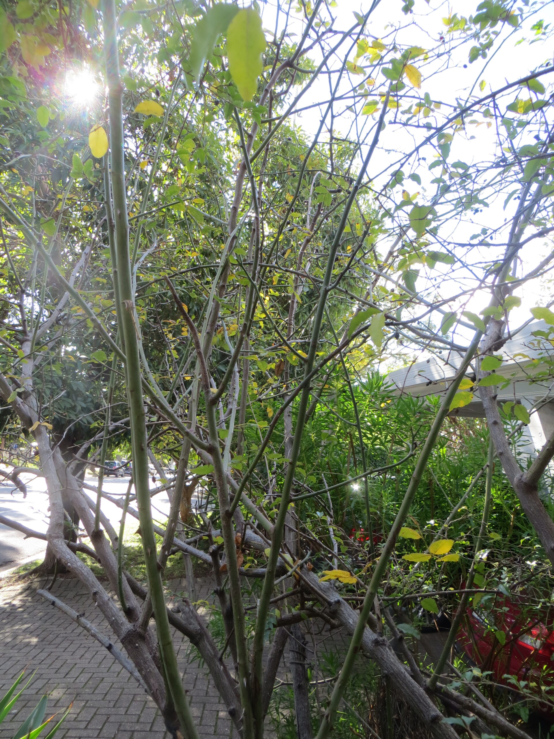 Rose Hip Fruit Dried Rose Hip Fruit Dried - Image 2