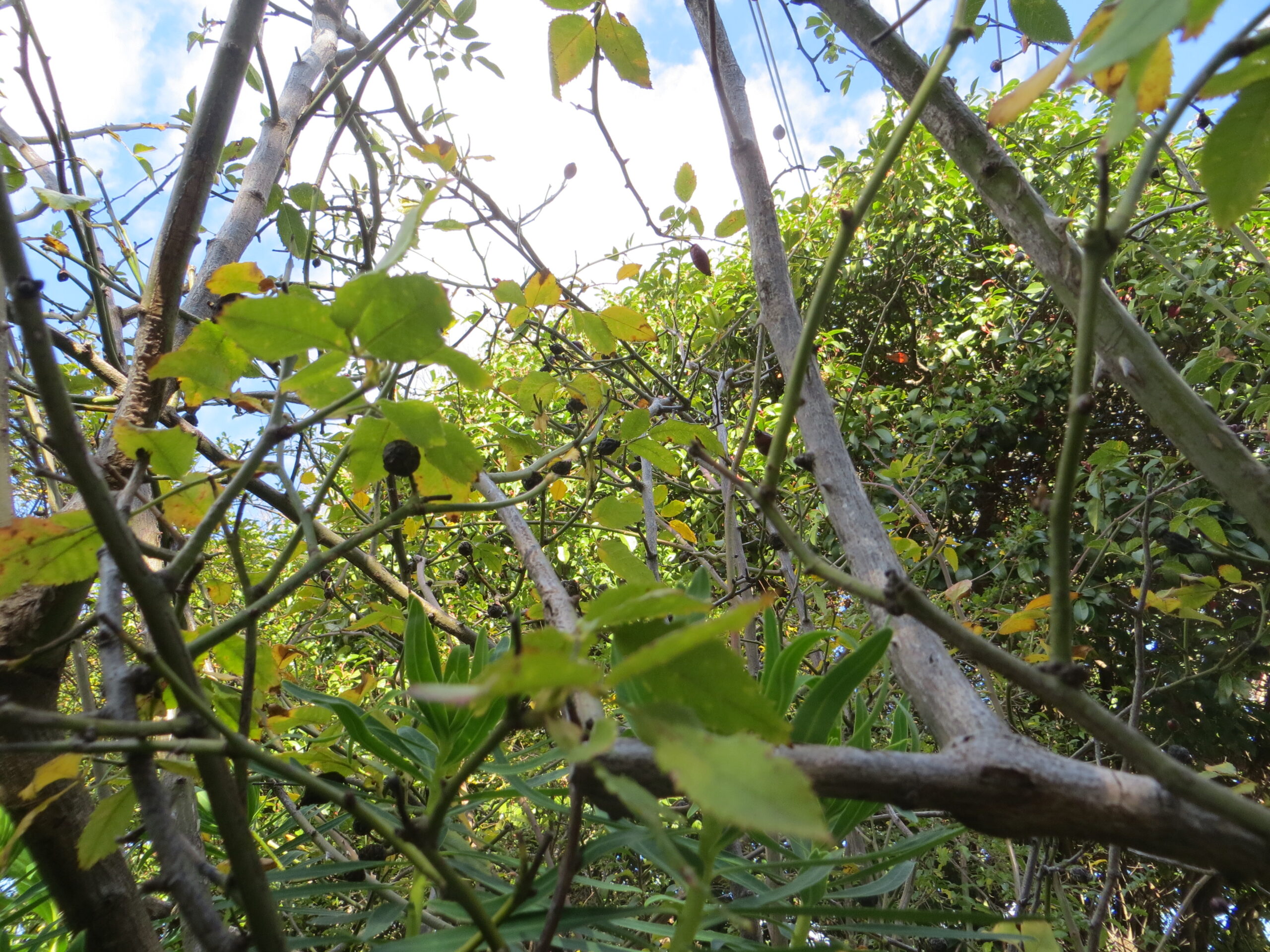 Rose Hip Fruit Dried Rose Hip Fruit Dried - Image 3