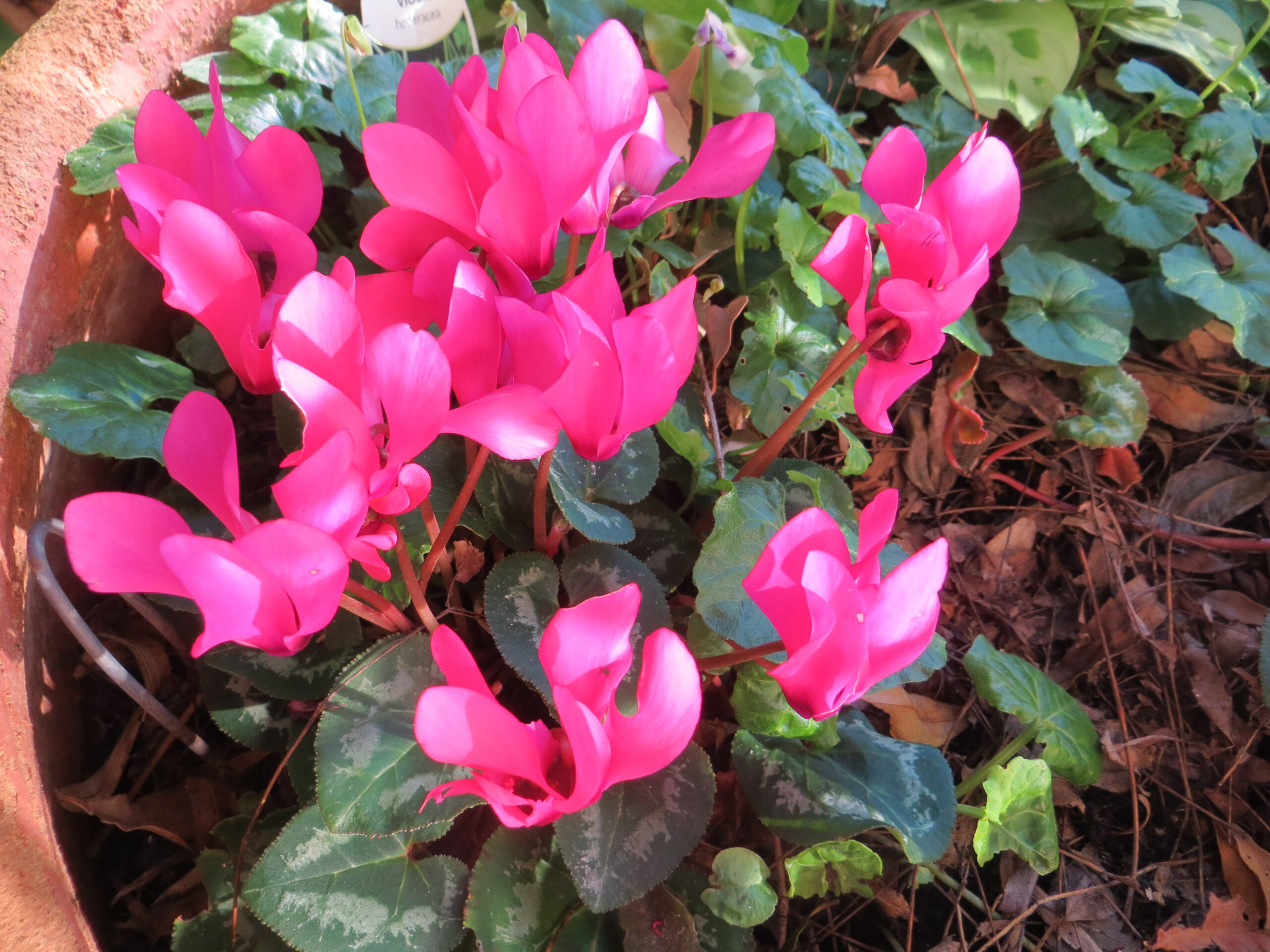 Cyclamen Cyclamen - Image 2