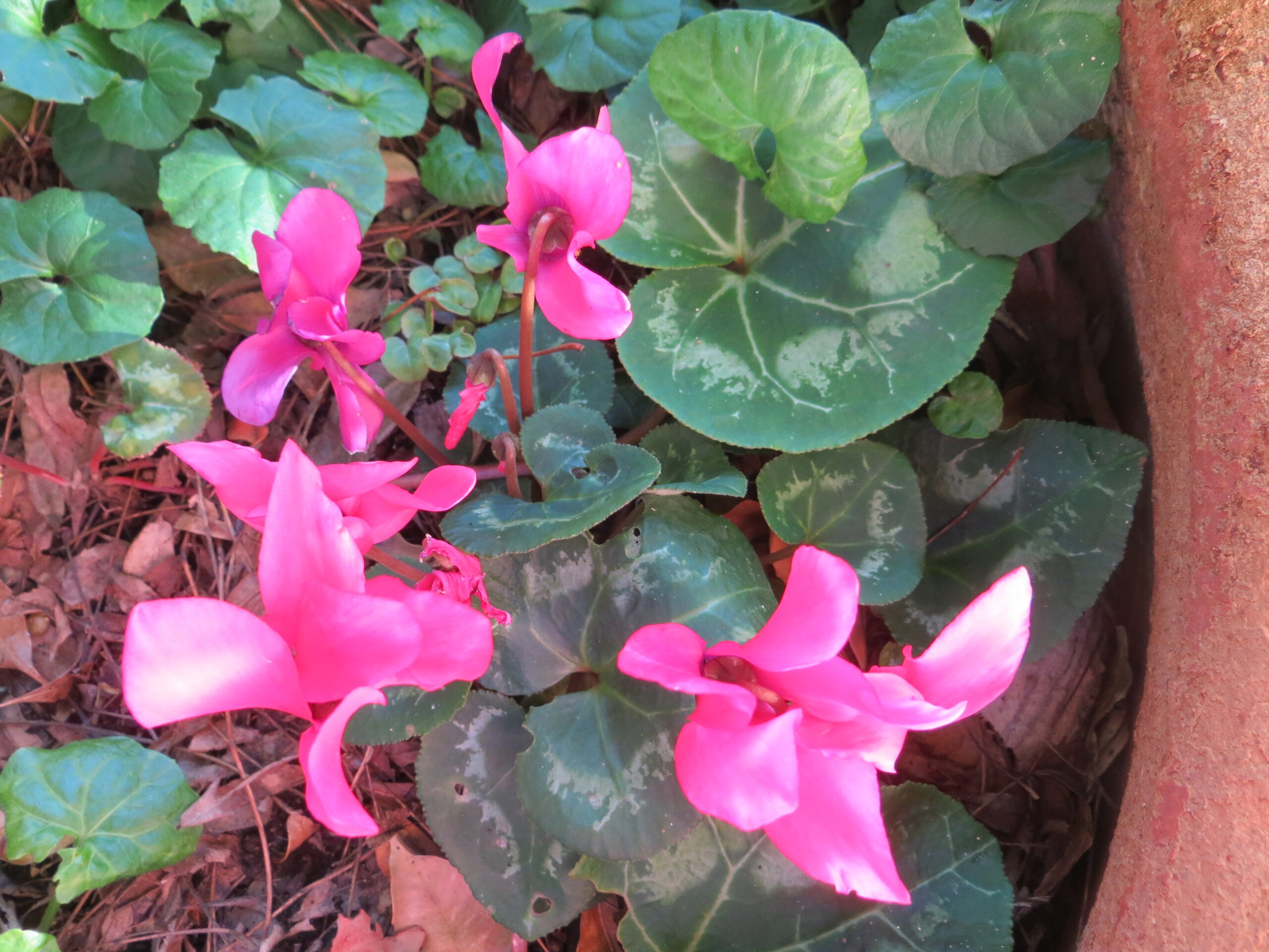 Cyclamen Cyclamen - Image 3