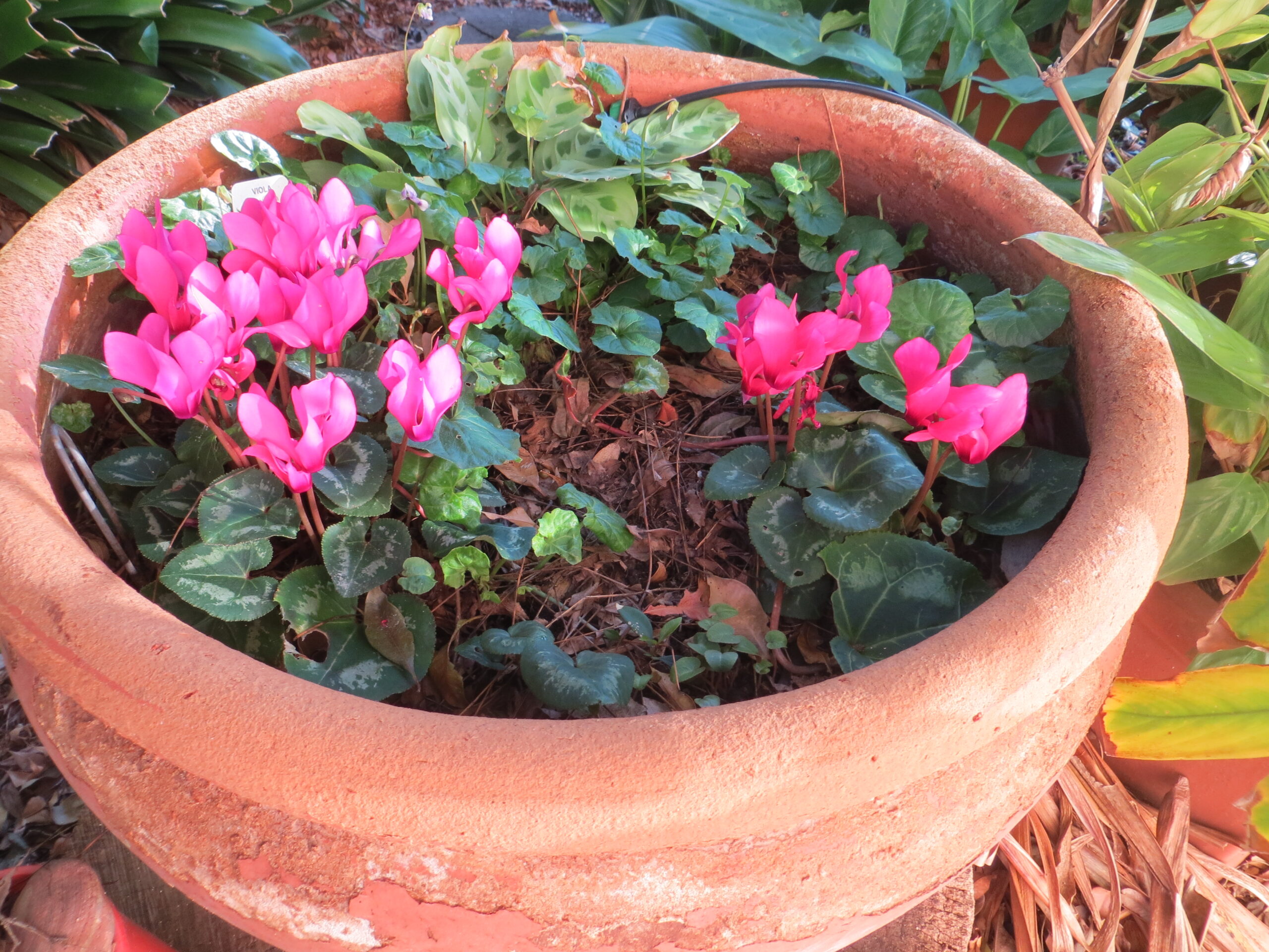 Cyclamen Cyclamen - Image 4