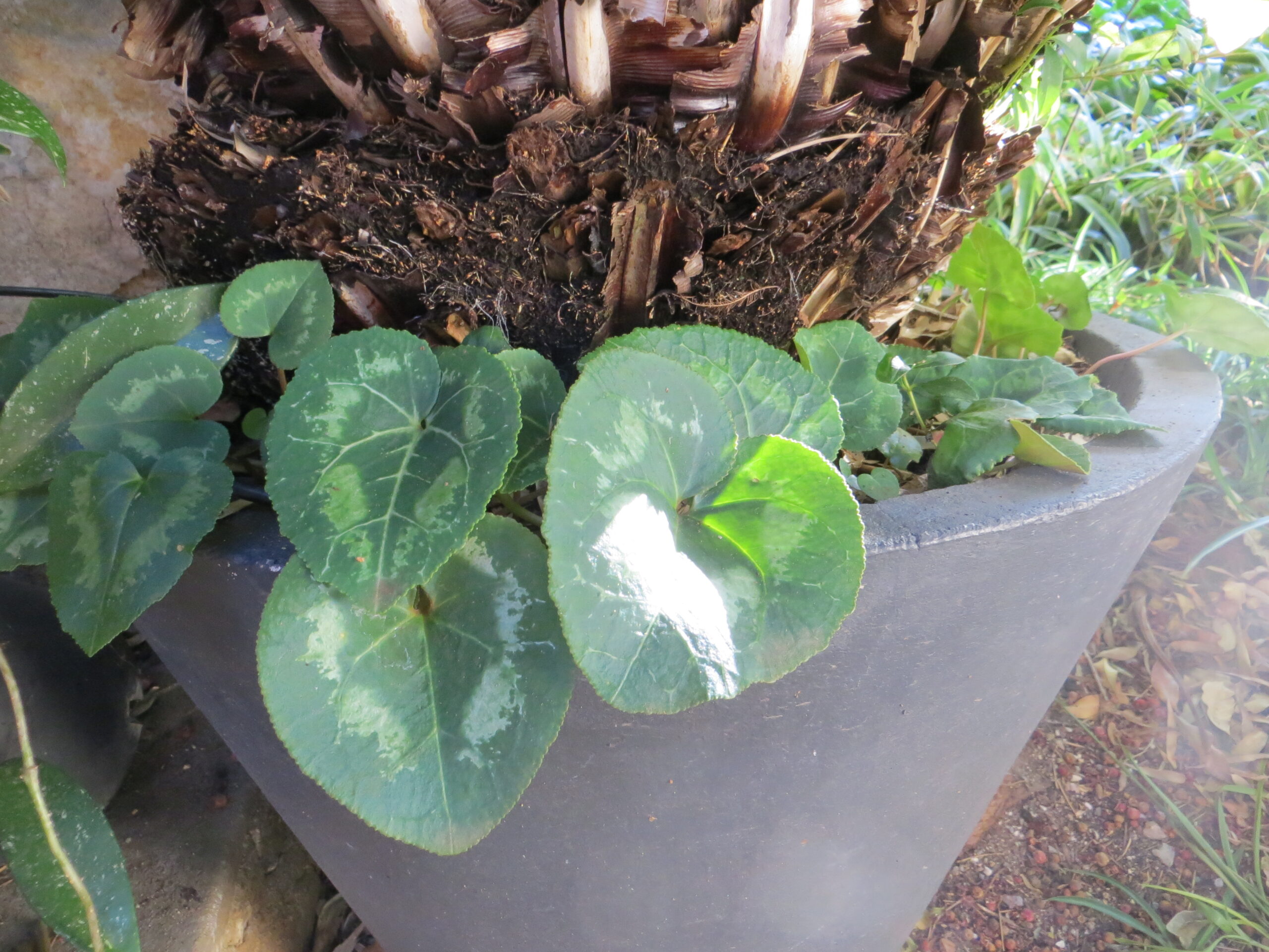 Cyclamen Cyclamen - Image 5