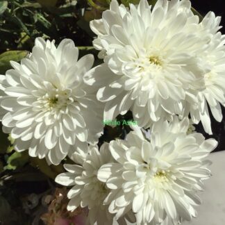 White Aster