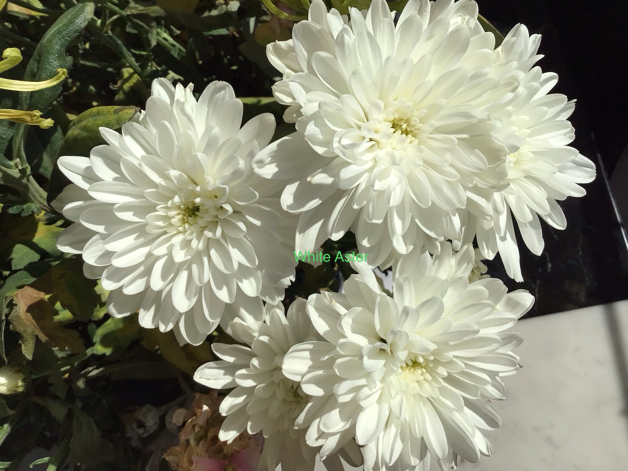 White Aster White Aster