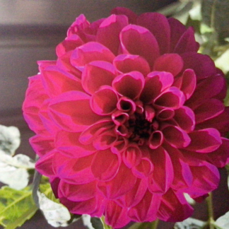 Dahlia Tuber Barbary Bonafide & Seed Package