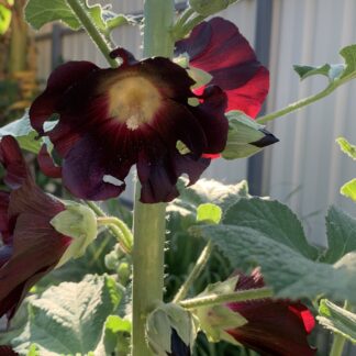 Hollyhock The Watchman - Maroon/black