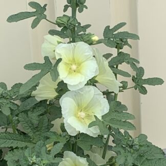 Hollyhock Single Yellow