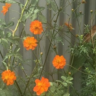 Cosmos Diablo - Cosmos Sulphureus